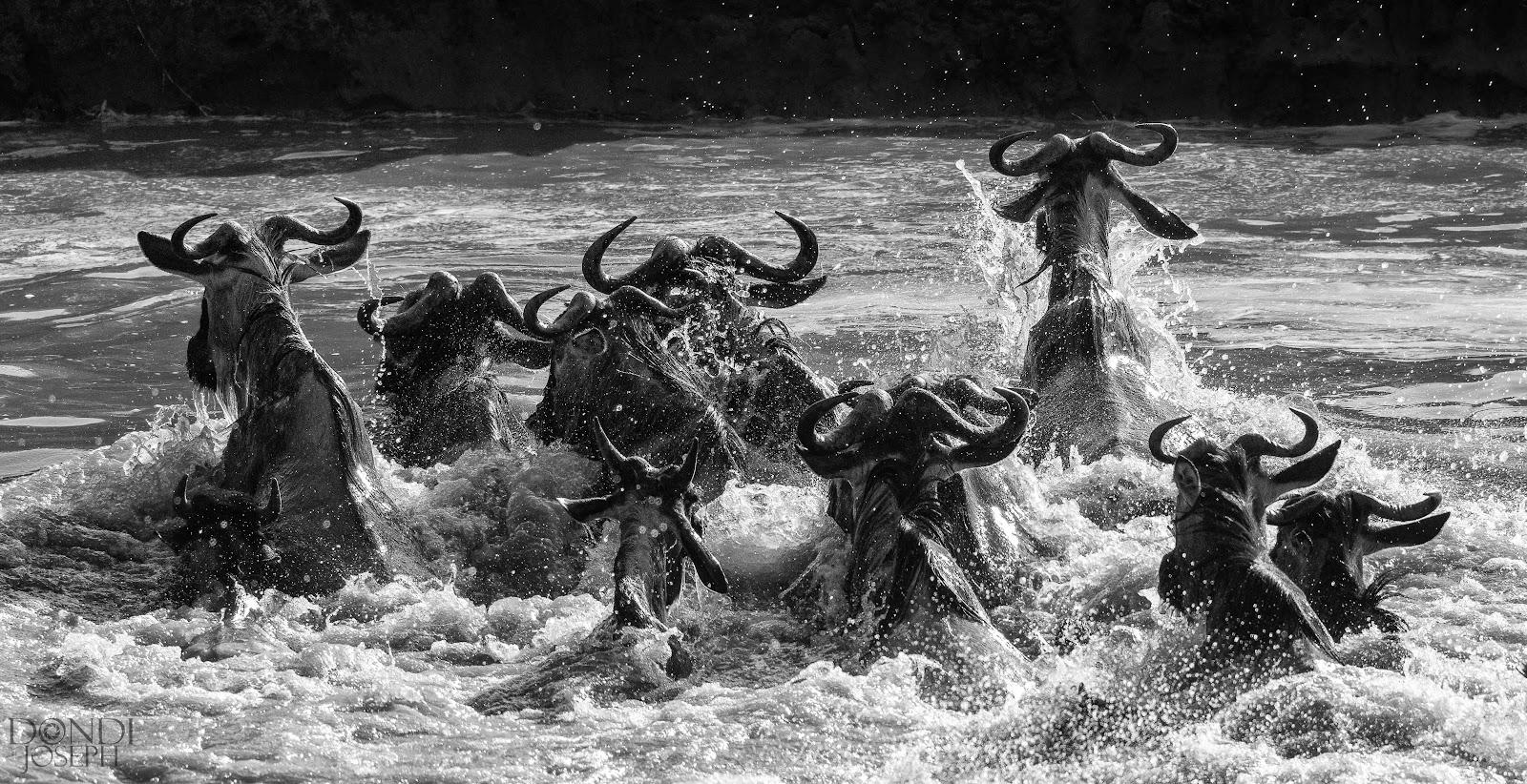 The Crossing of the Mara River